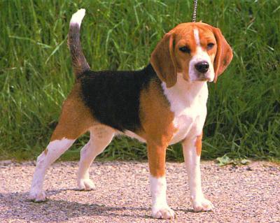 Bígl (Beagle)