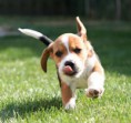/album/fotogalerie-bigl-beagle-/a68f896b6b9-10898280-o2-jpg/