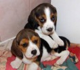 /album/fotogalerie-bigl-beagle-/a8142n1-jpg/