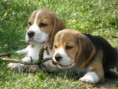 /album/fotogalerie-bigl-beagle-/a1521020ddb-53878262-o2-jpg/