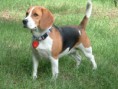 /album/fotogalerie-bigl-beagle-/obr-1185299507-mail-3-jpg/