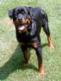 /album/fotogalerie-rotvajler/rottweiler-male8months-jpg/